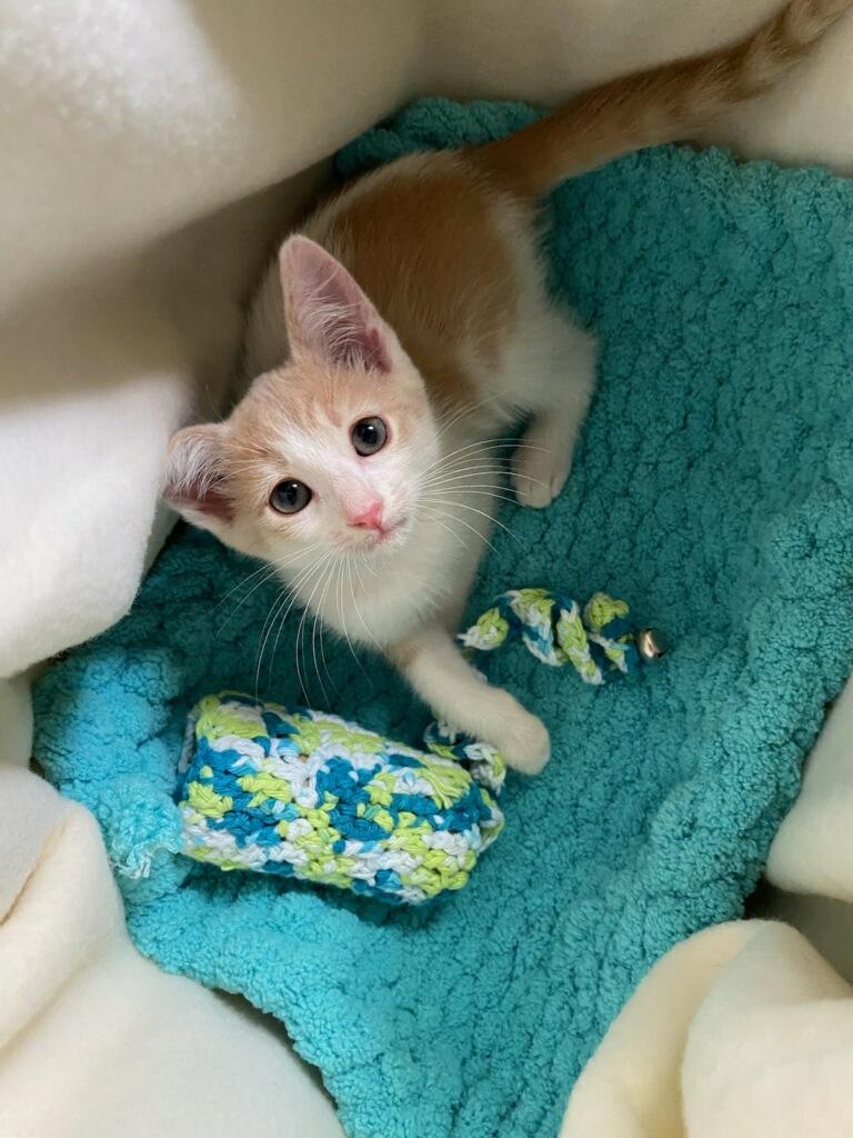 Woody, Adoptable, Kitten Male Domestic Short Hair.