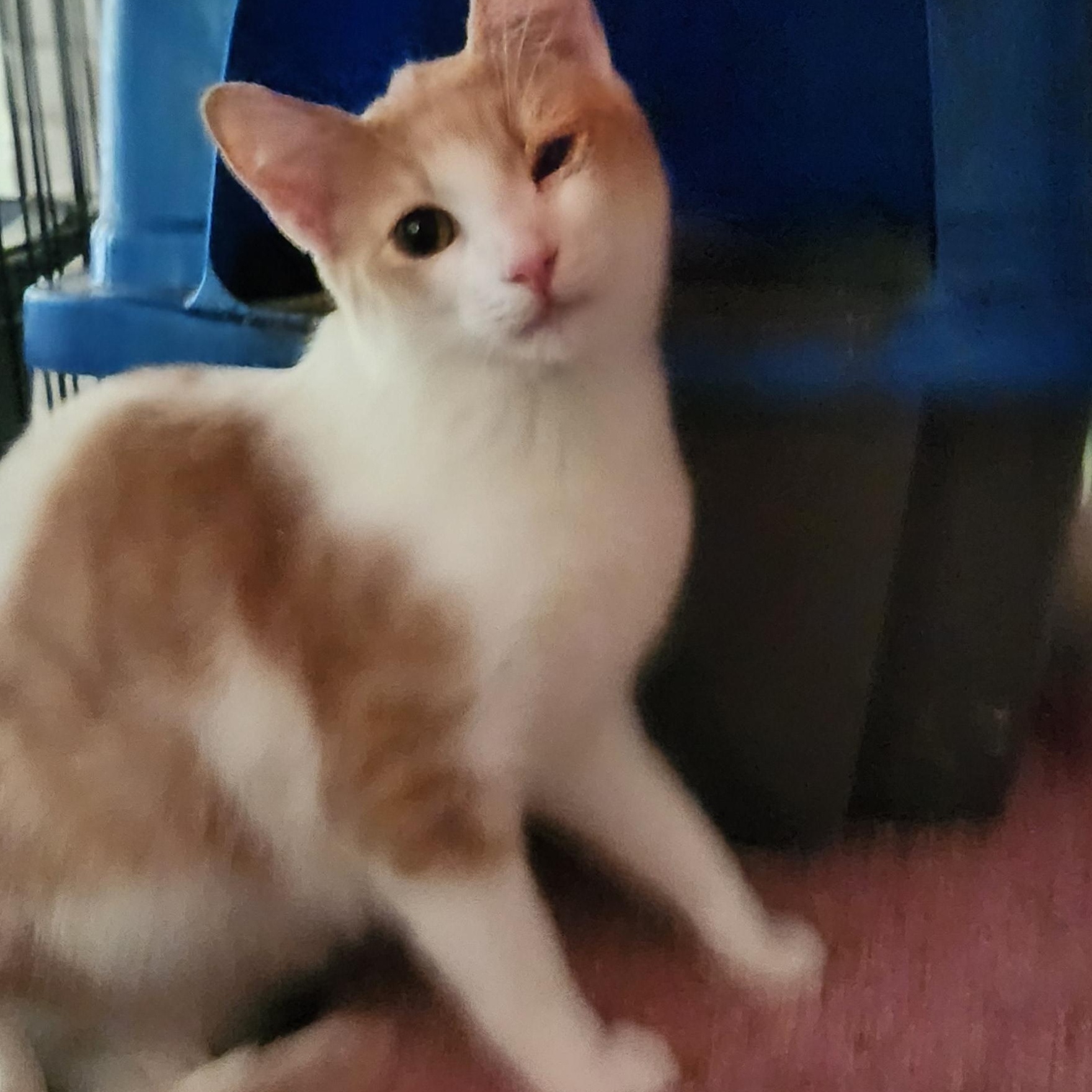 Woody, a Adoptable Domestic Short Hair in Buena Park, CA image 2/2