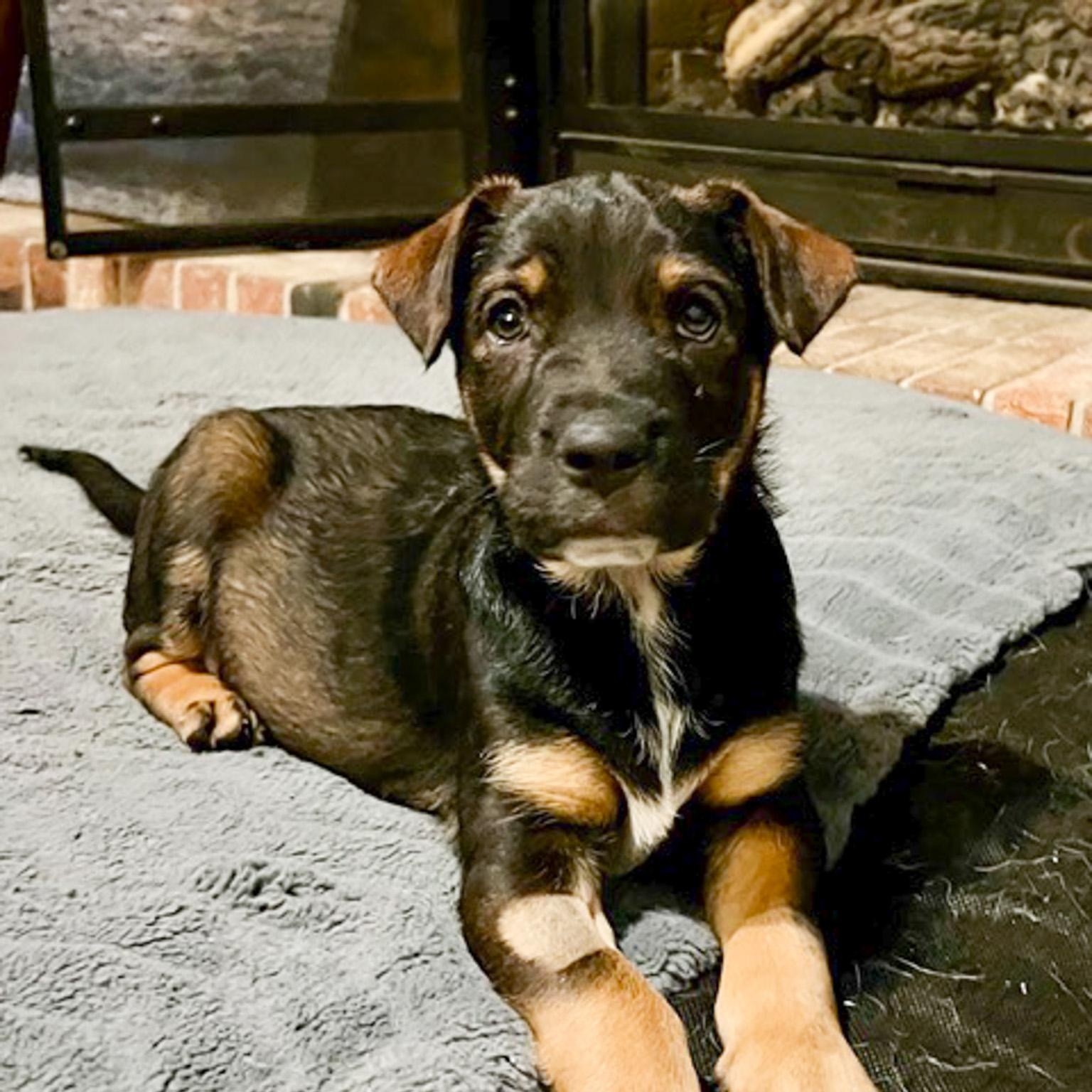 Enlarge crosspost - Rafiki, a Adopted mixed breed in Broomfield, CO image 1/1