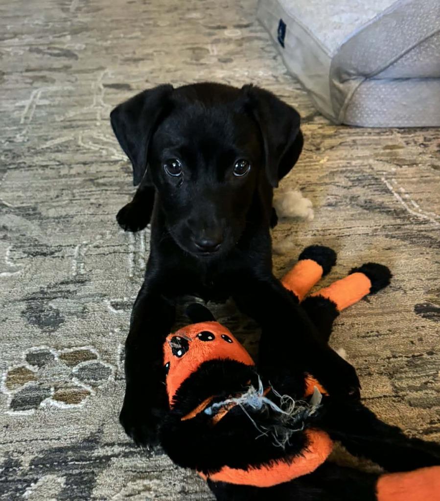 Nutmeg, Adoptable, Puppy Female Labrador Retriever & Mixed Breed.