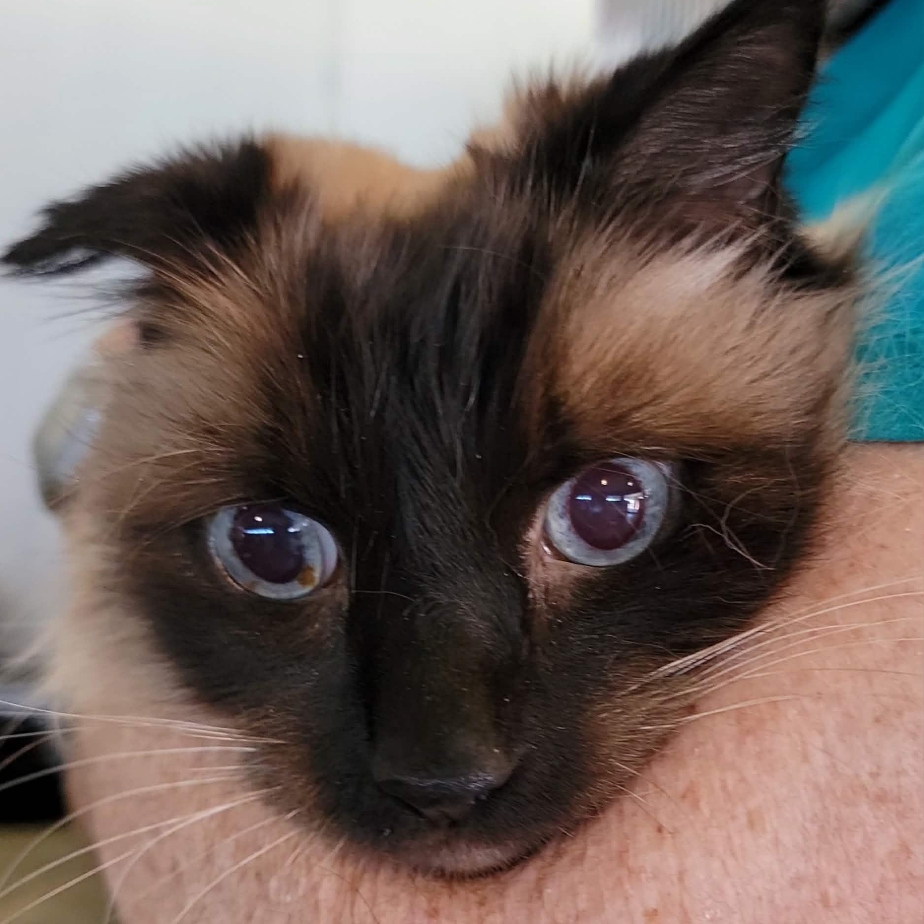 Enlarge Loki - 8 yo senior, an adopted mixed breed in Myrtle Beach, SC image 2/3