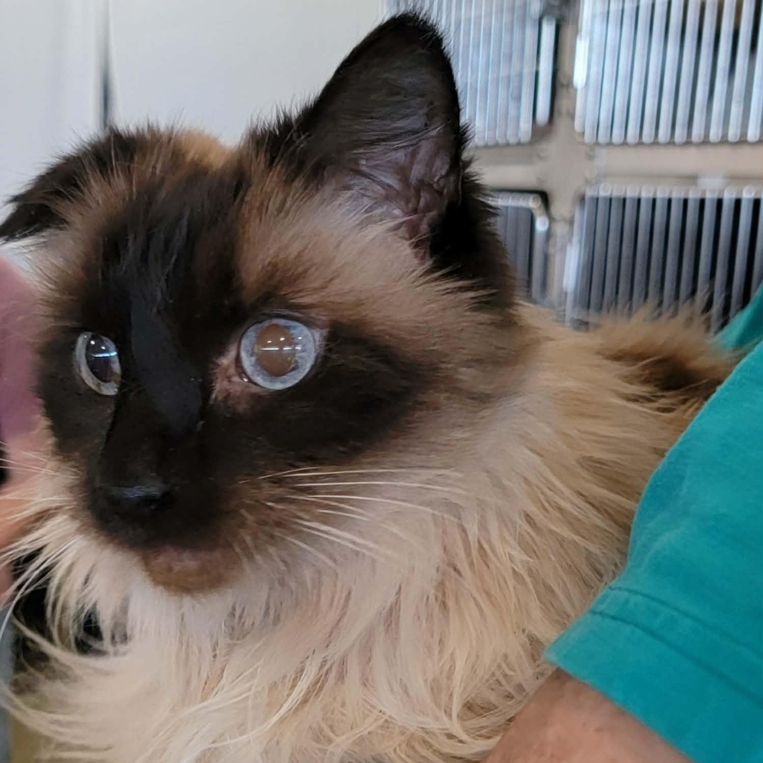 Loki - 8 yo senior, adopted, Senior Male Domestic Long Hair & Siamese.