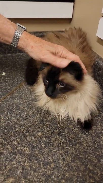 Enlarge Loki - 8 yo senior, an adopted mixed breed in Myrtle Beach, SC video 3/3