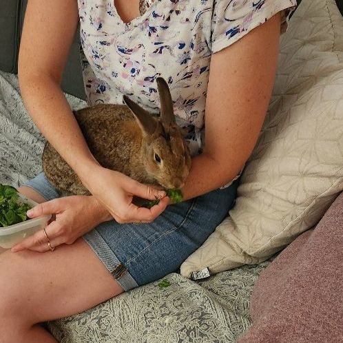 Hope, a Adoptable Bunny Rabbit in Cambridge, ON image 4/6