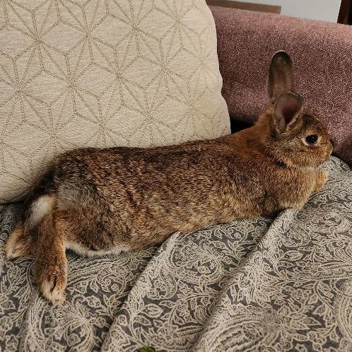 Hope, a Adoptable Bunny Rabbit in Cambridge, ON image 5/6