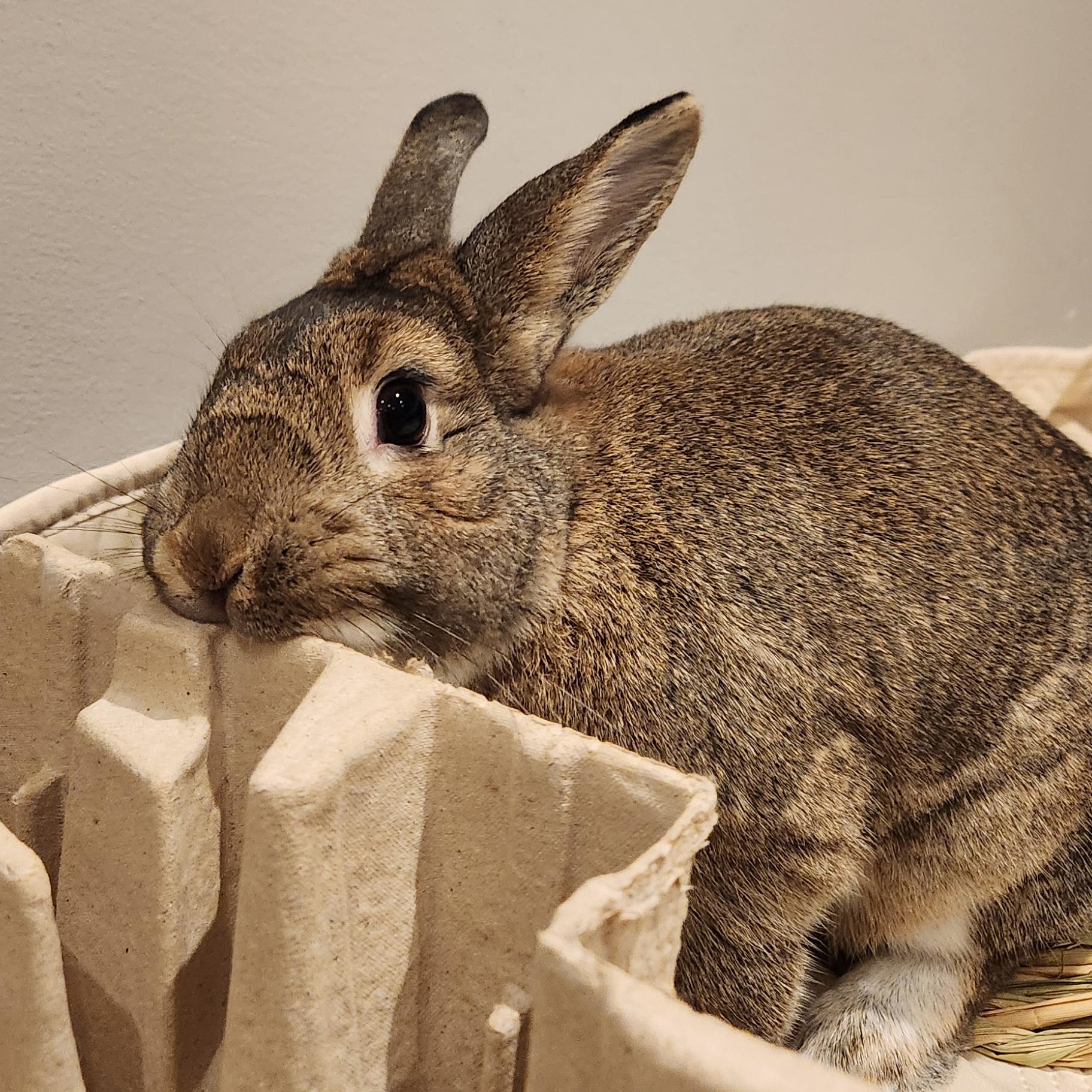Hope, a Adoptable Bunny Rabbit in Cambridge, ON image 1/6
