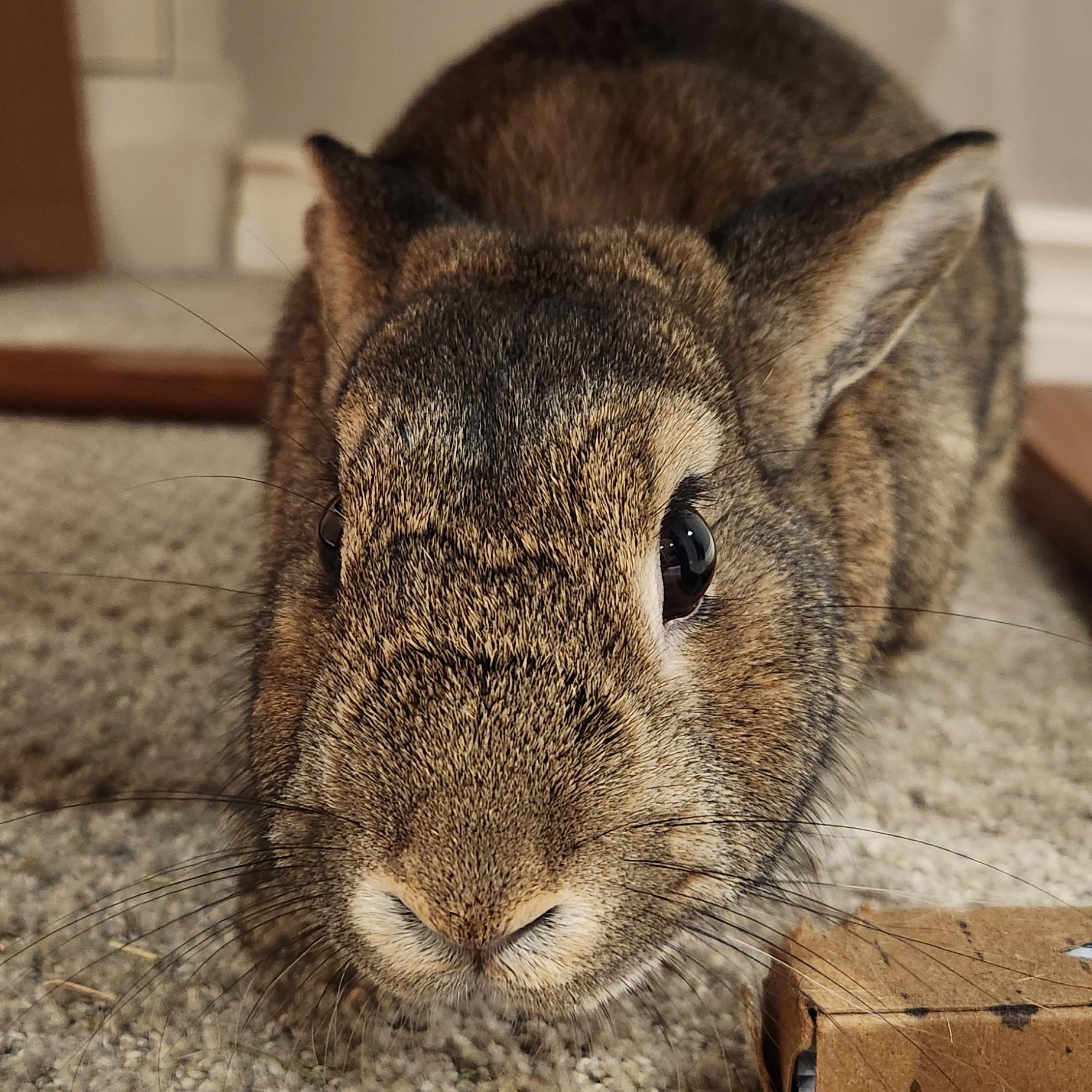 Hope, a Adoptable Bunny Rabbit in Cambridge, ON image 6/6