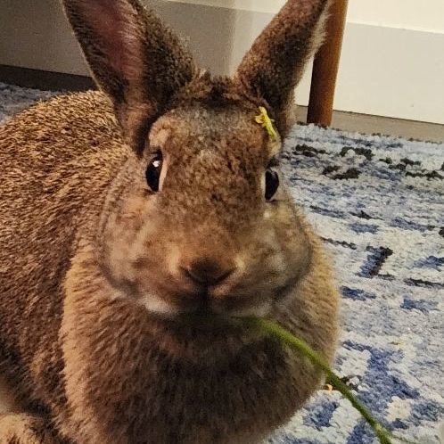 Hope, a Adoptable Bunny Rabbit in Cambridge, ON image 2/6