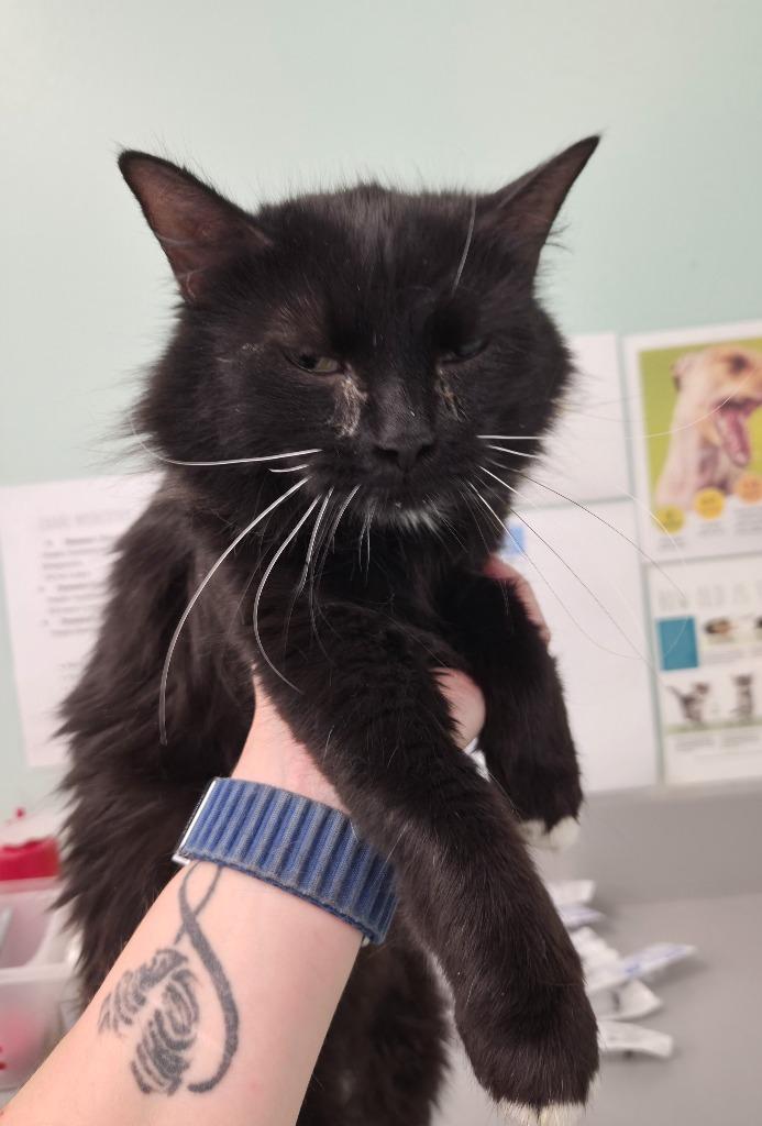 Cruella, Adoptable, Young Female Domestic Medium Hair.