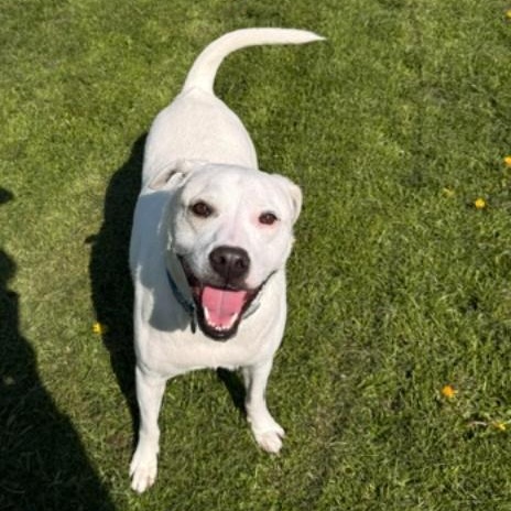 Skye, Adoptable, Adult Male Labrador Retriever.