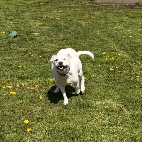 Enlarge Skye, a Adoptable mixed breed in Albion, NY image 6/6