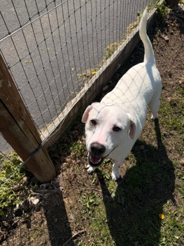 Enlarge Skye, a Adoptable mixed breed in Albion, NY image 3/6