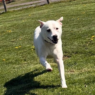 Enlarge Skye, a Adoptable mixed breed in Albion, NY image 4/6