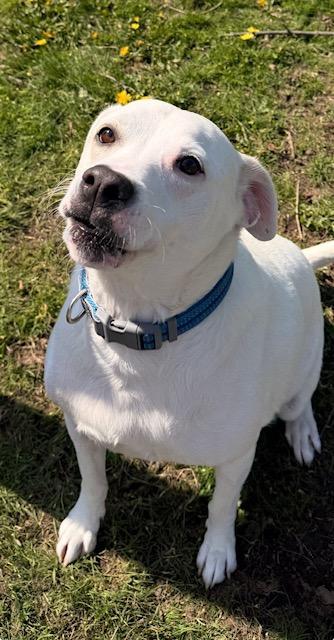 Enlarge Skye, a Adoptable mixed breed in Albion, NY image 2/6