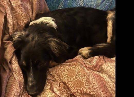 Enlarge Dash, a Adopted Australian Shepherd in Crossville, TN image 1/5