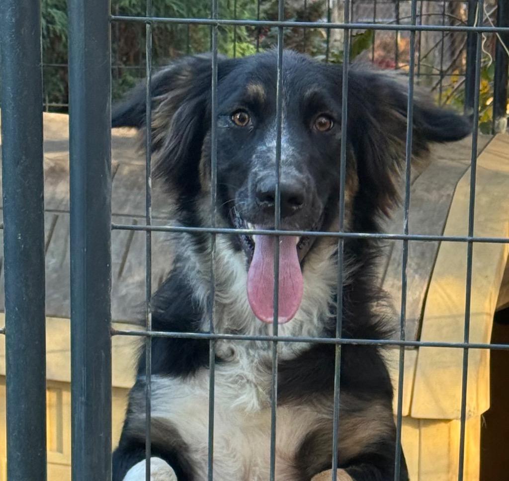Dash, a Adopted Australian Shepherd in Crossville, TN image 1/5