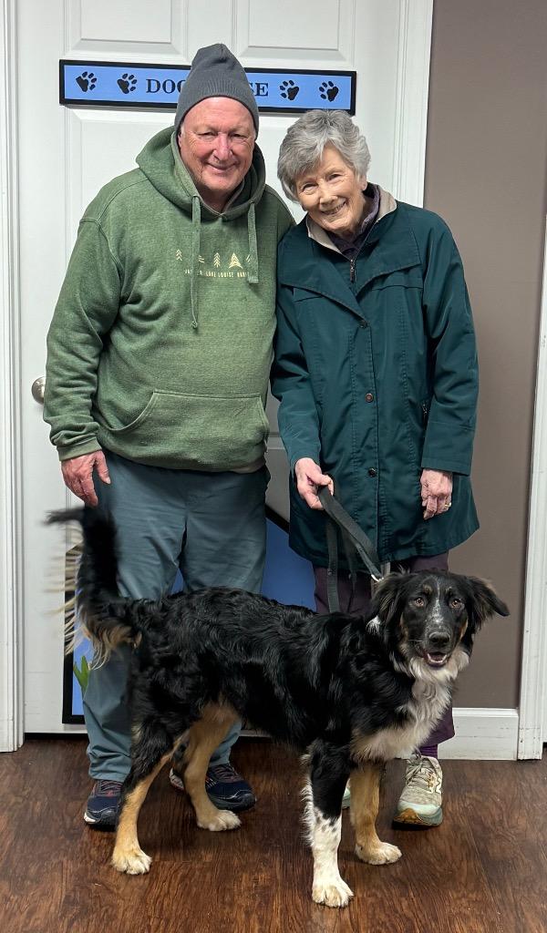 Enlarge Dash, a Adopted Australian Shepherd in Crossville, TN image 2/5