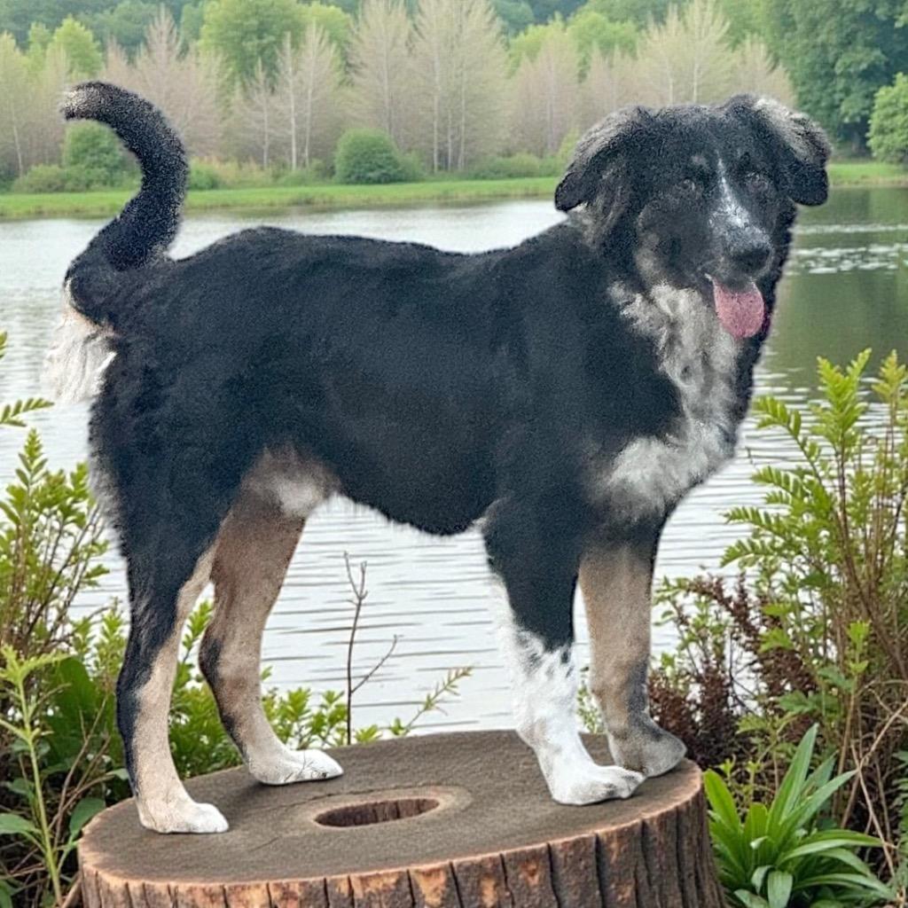 Enlarge Dash, a Adopted Australian Shepherd in Crossville, TN image 1/5