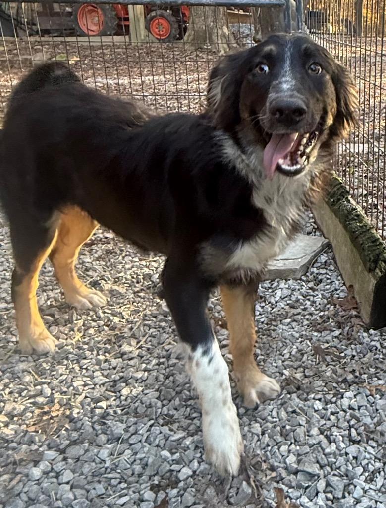 Enlarge Dash, a Adopted Australian Shepherd in Crossville, TN image 3/5