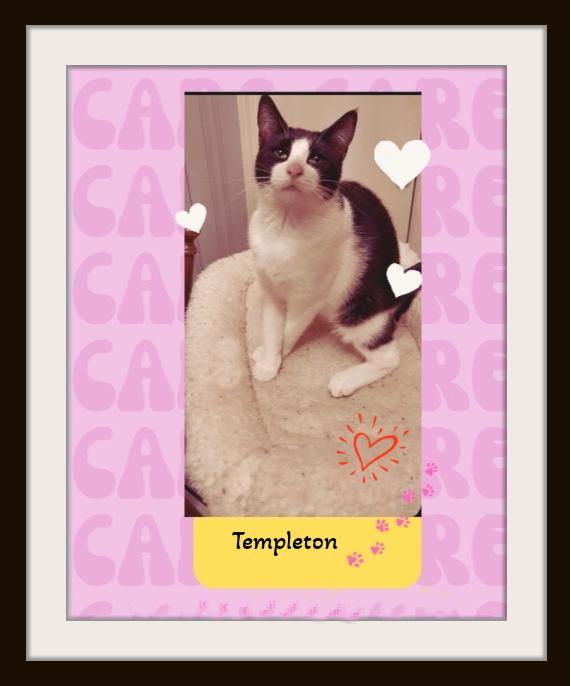 Charlotte & Templeton - Purrs of Joy Await You.