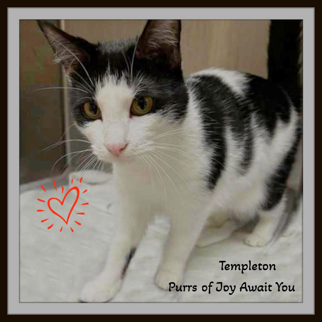 Charlotte & Templeton - Purrs of Joy Await You., Adoptable, Young Female Domestic Short Hair.