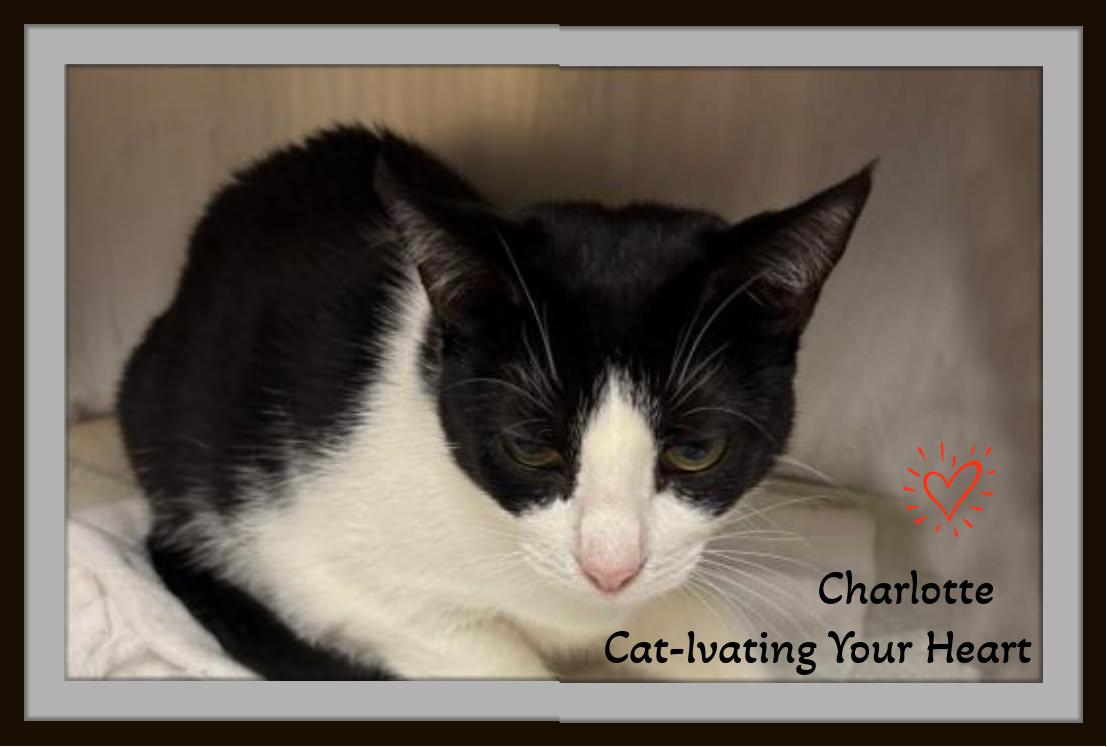 Charlotte & Templeton - Purrs of Joy Await You.