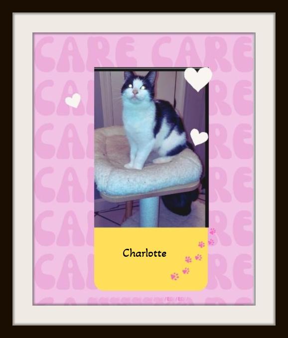 Charlotte & Templeton - Purrs of Joy Await You.