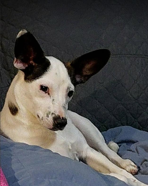 Glandis in TX, Adoptable, Puppy Female Chihuahua.
