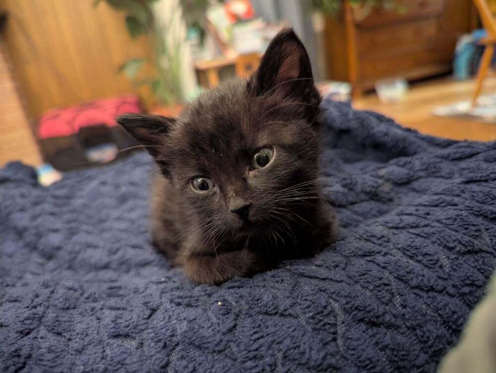 Ducky, Adoptable, Kitten Male Domestic Short Hair.