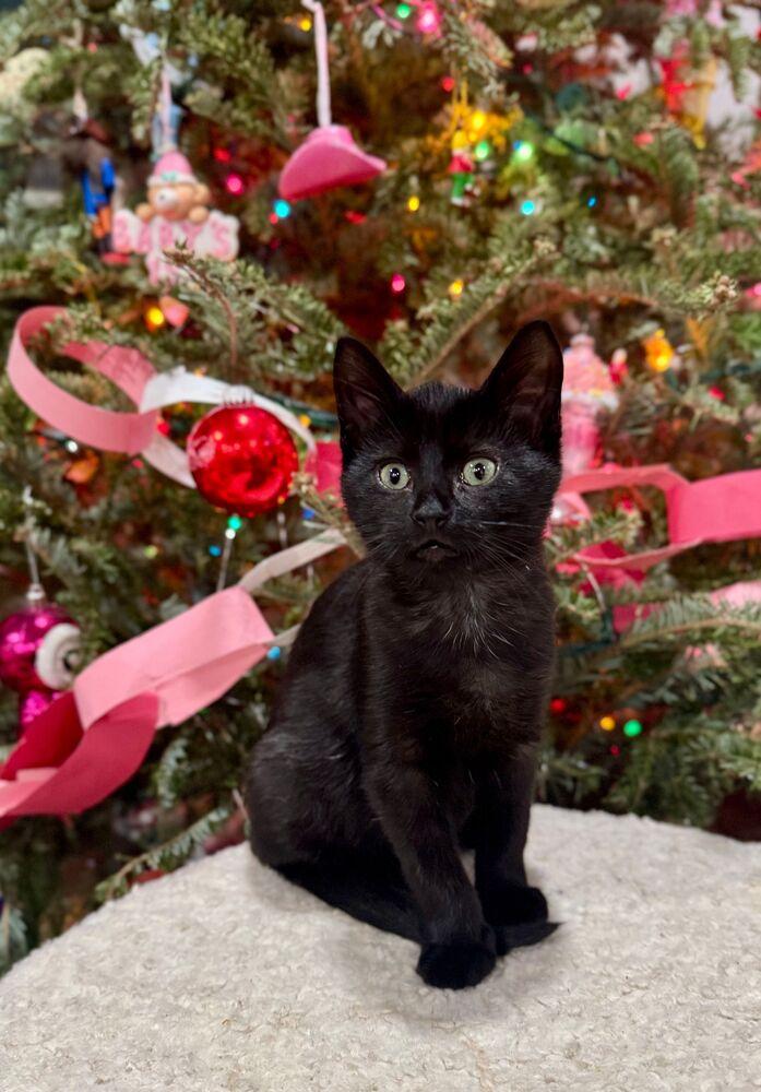 Enlarge Ducky, a Adoptable Domestic Short Hair in McPherson, KS image 3/6