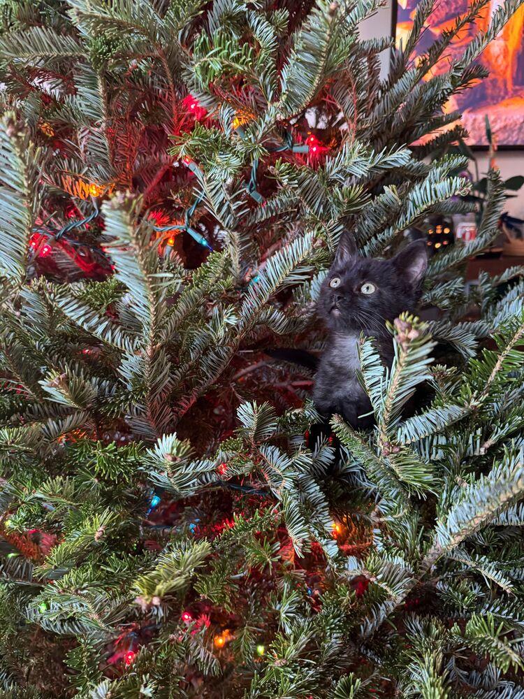 Enlarge Ducky, a Adoptable Domestic Short Hair in McPherson, KS image 4/6