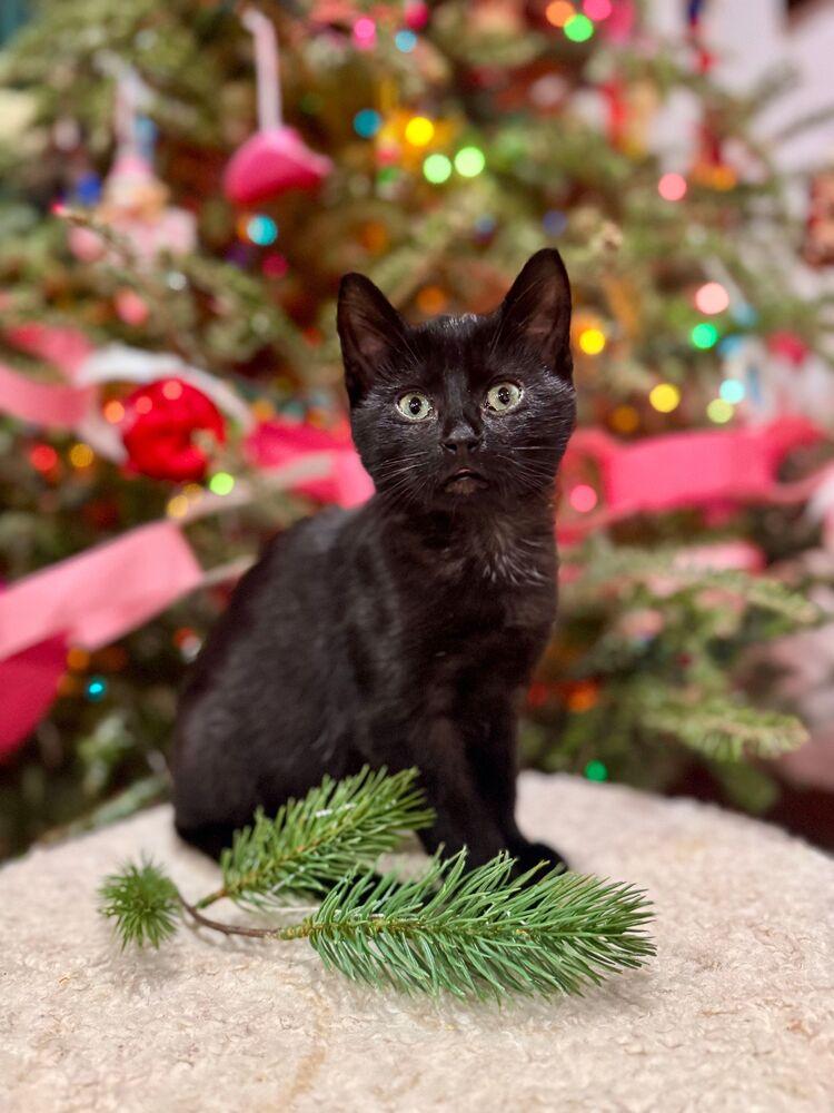 Enlarge Ducky, a Adoptable Domestic Short Hair in McPherson, KS image 5/6