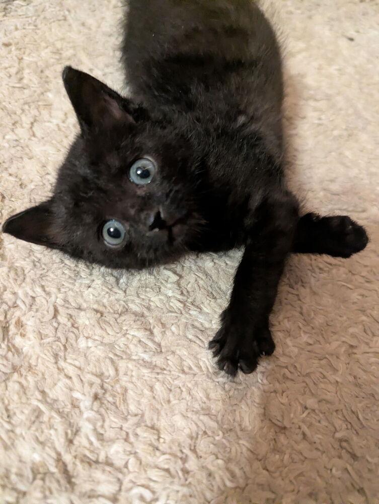 Enlarge Ducky, a Adoptable Domestic Short Hair in McPherson, KS image 6/6