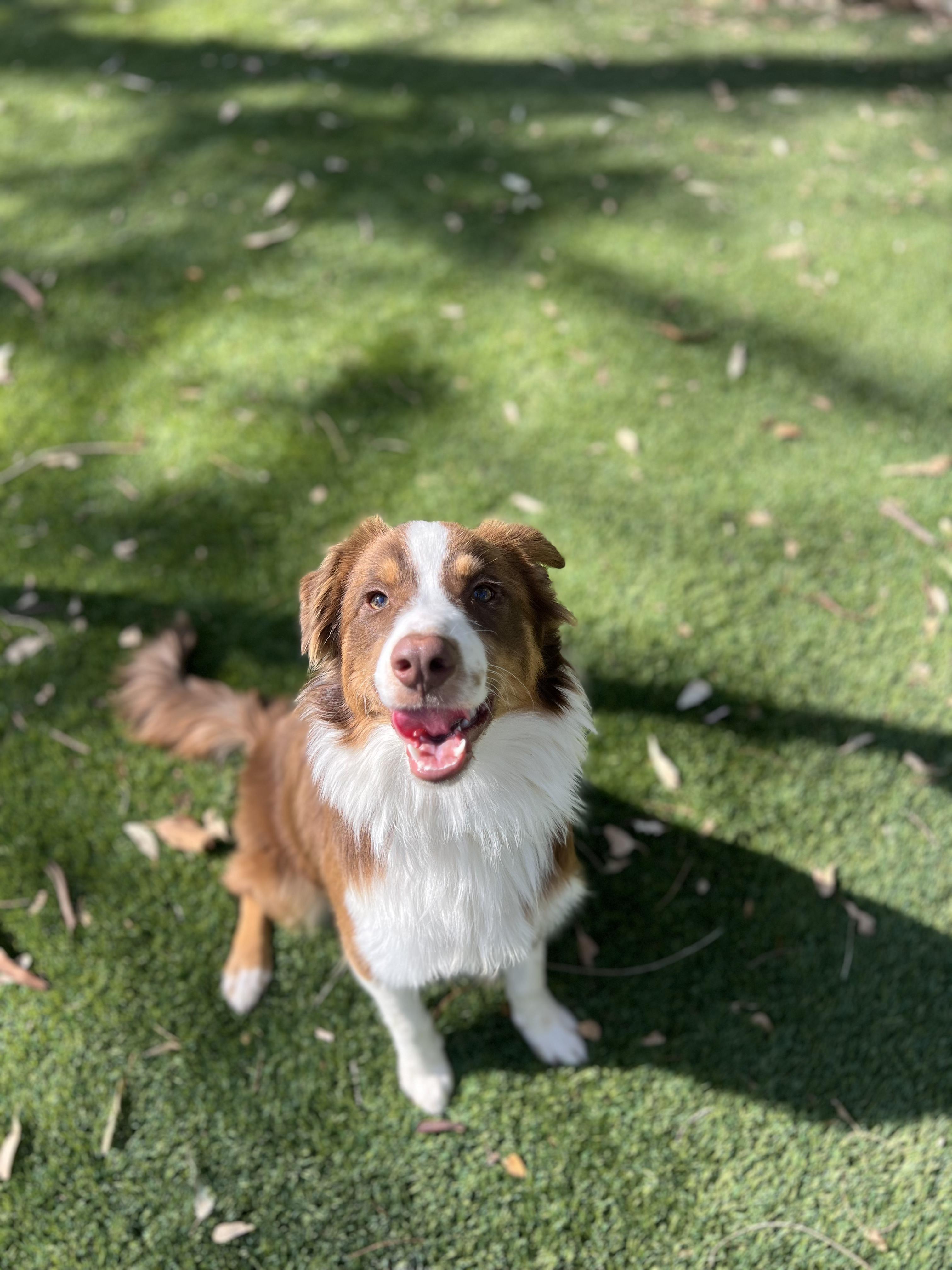 Riley, adopted, Puppy Female Australian Shepherd.