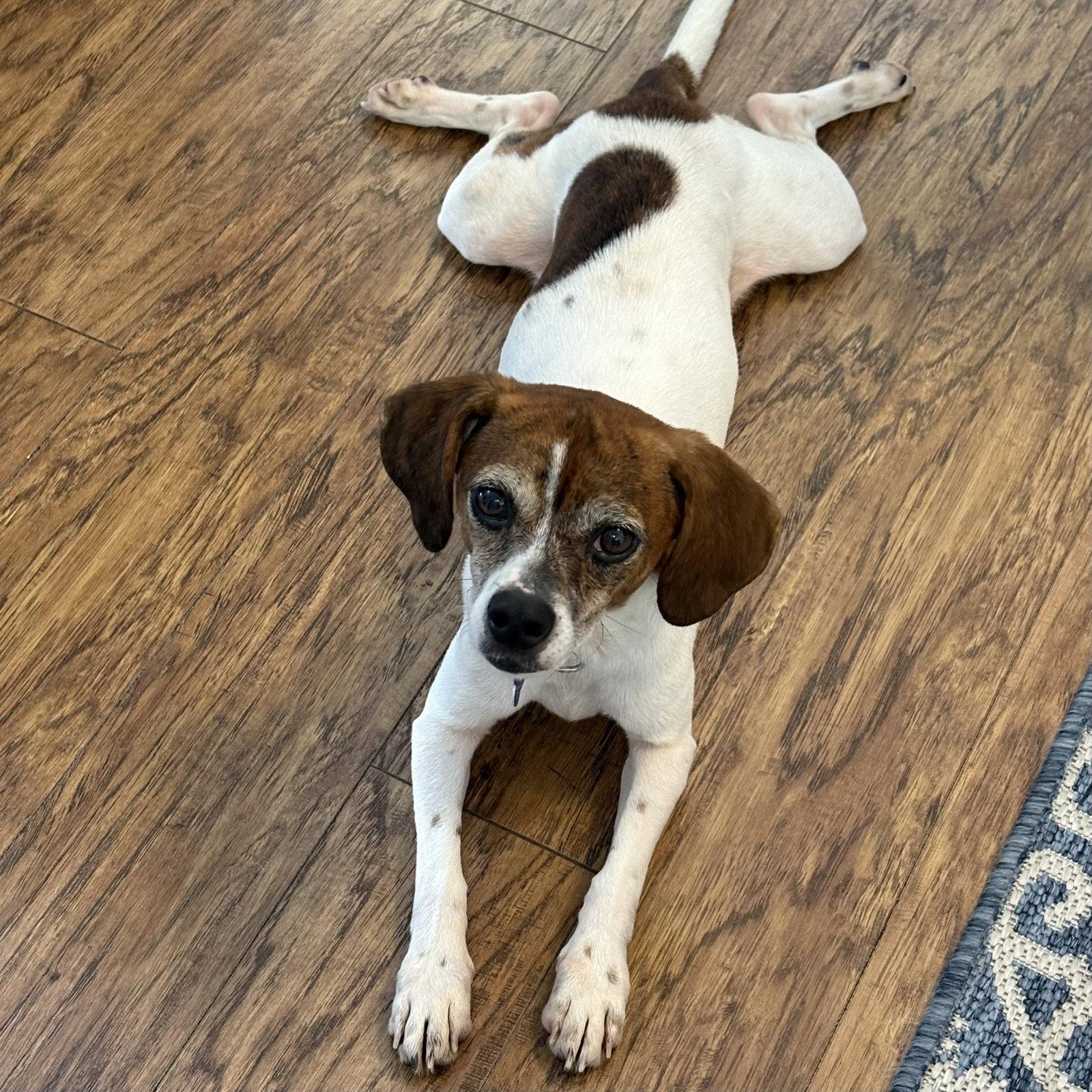Texx, Adoptable, Young Male Beagle & Dachshund.
