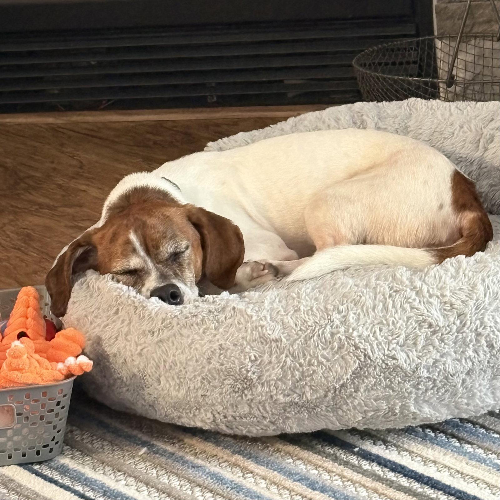 Enlarge Texx, a Adoptable mixed breed in Norwood, OH image 2/3
