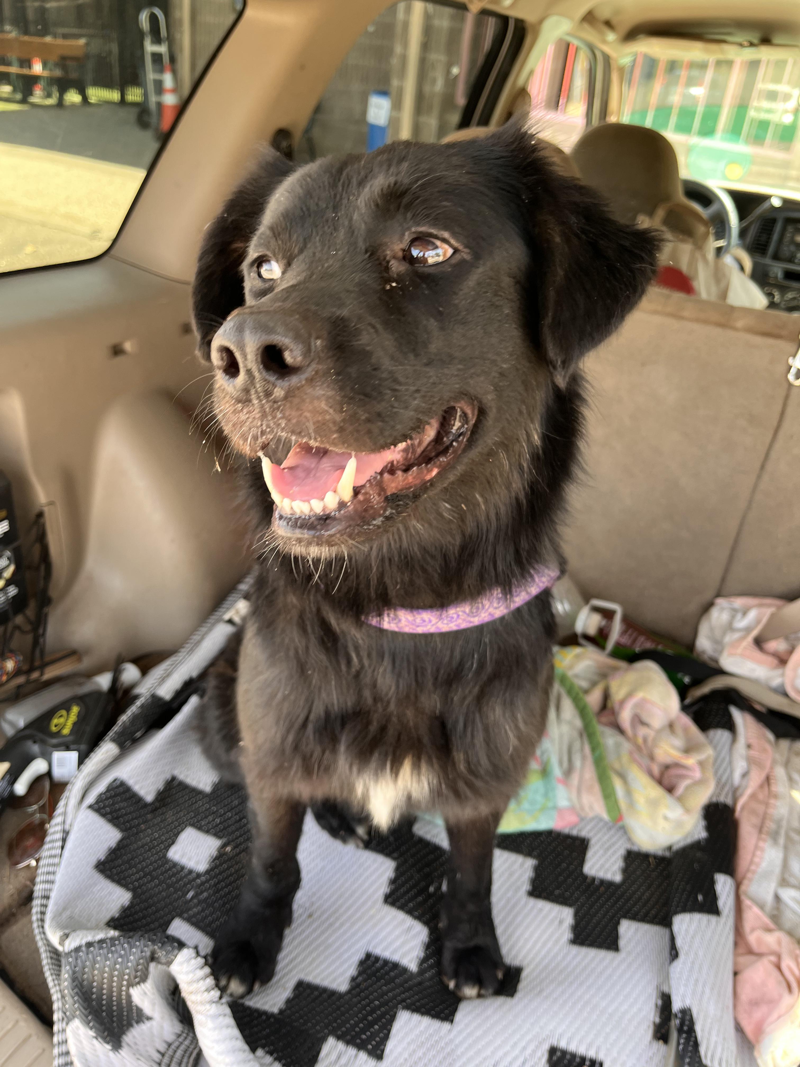 Jazz, Adoptable, Adult Female Australian Shepherd & Retriever.