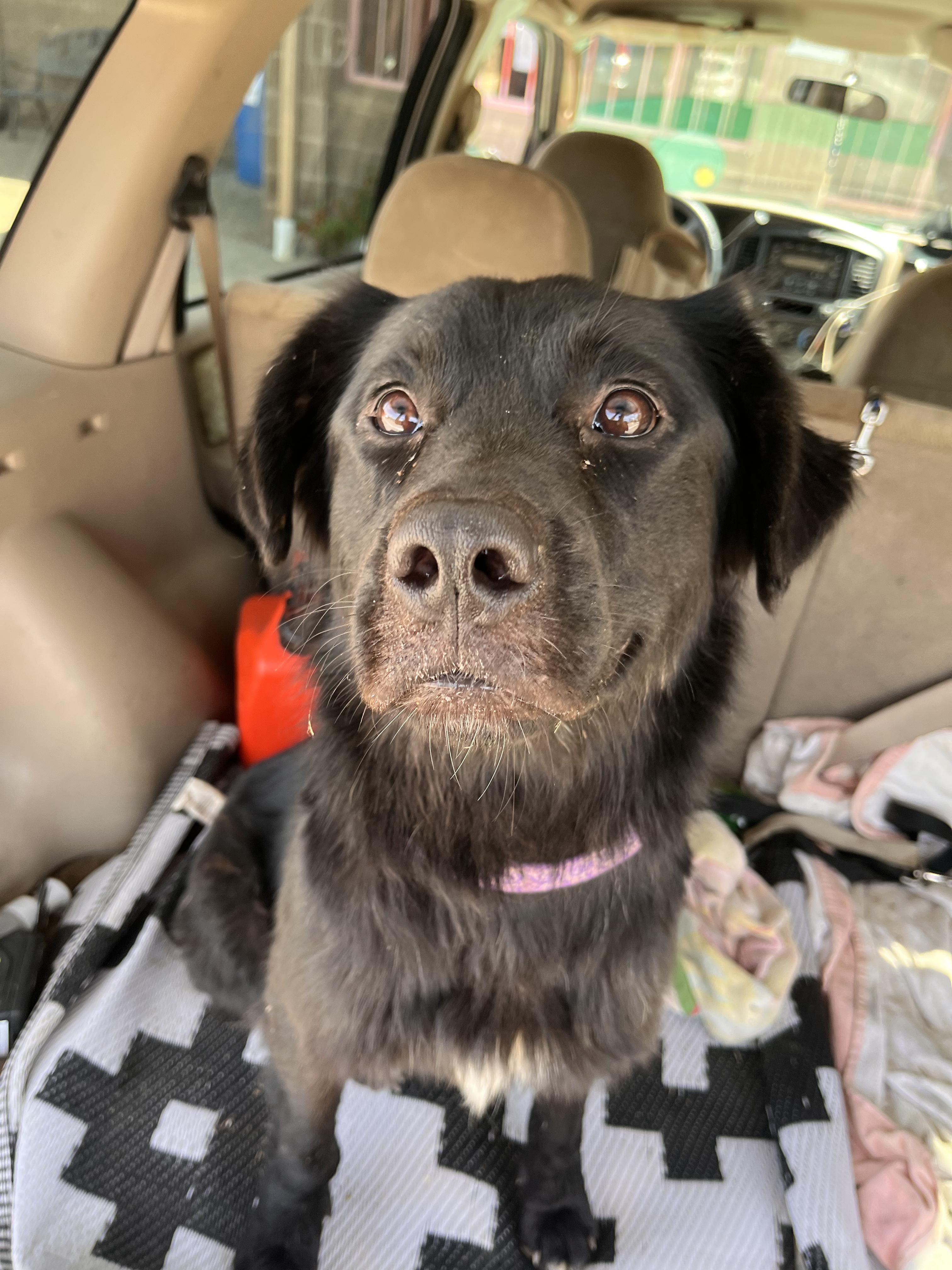 Enlarge Jazz, a Adoptable mixed breed in Grass Valley, CA image 6/6