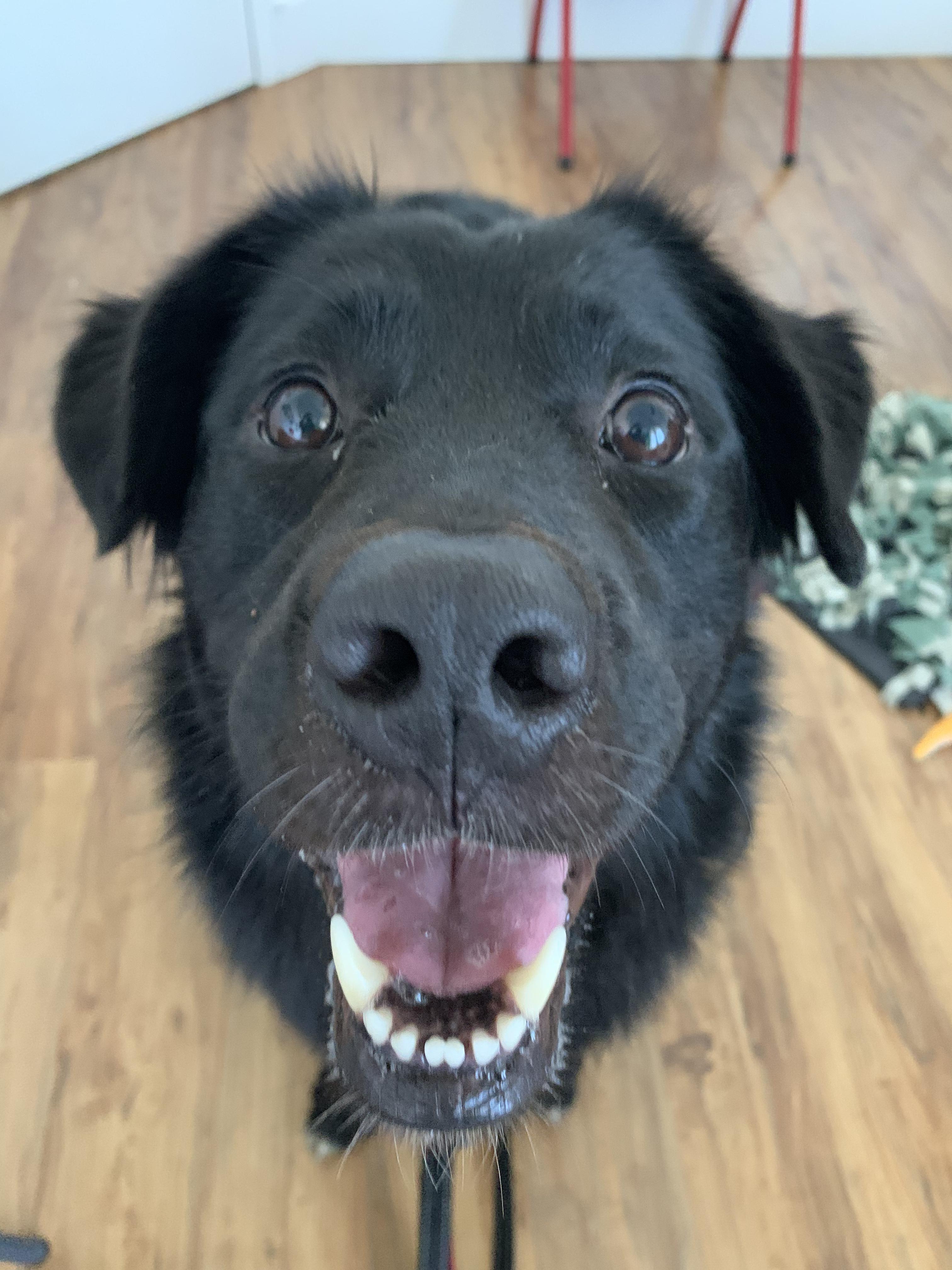 Enlarge Jazz, a Adoptable mixed breed in Grass Valley, CA image 4/6