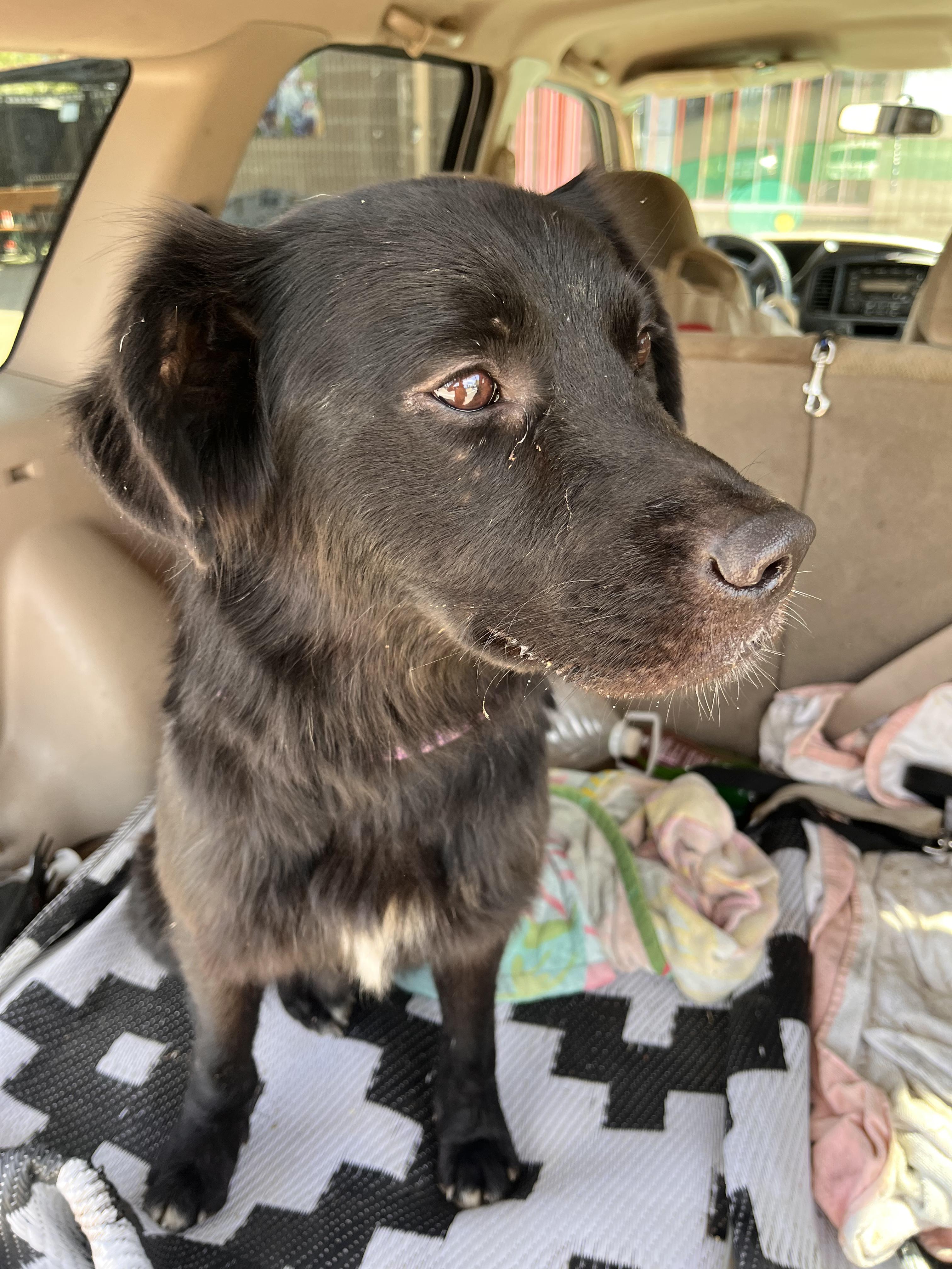 Enlarge Jazz, a Adoptable mixed breed in Grass Valley, CA image 5/6