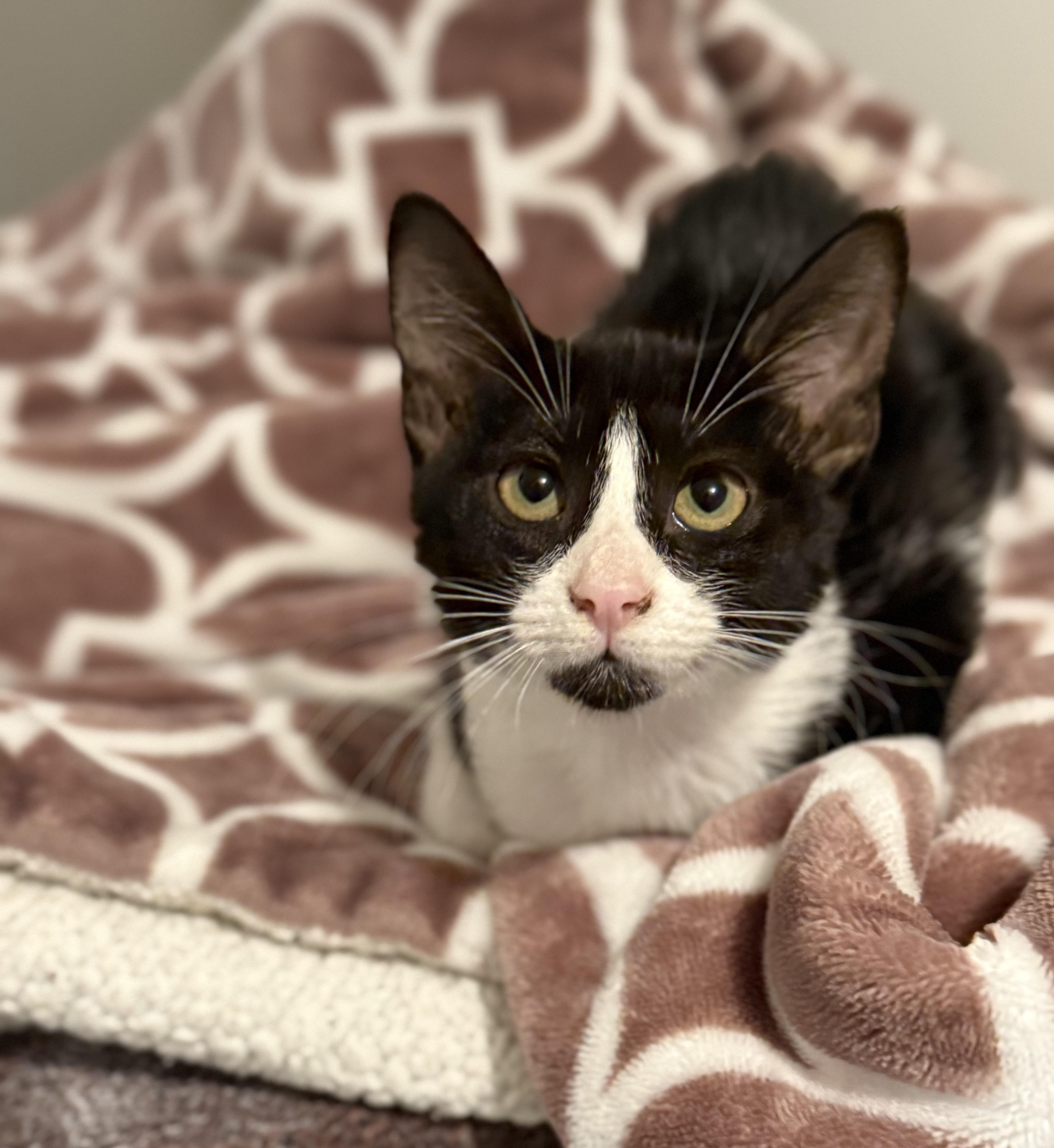 Tess, Adoptable, Young Female Domestic Medium Hair.