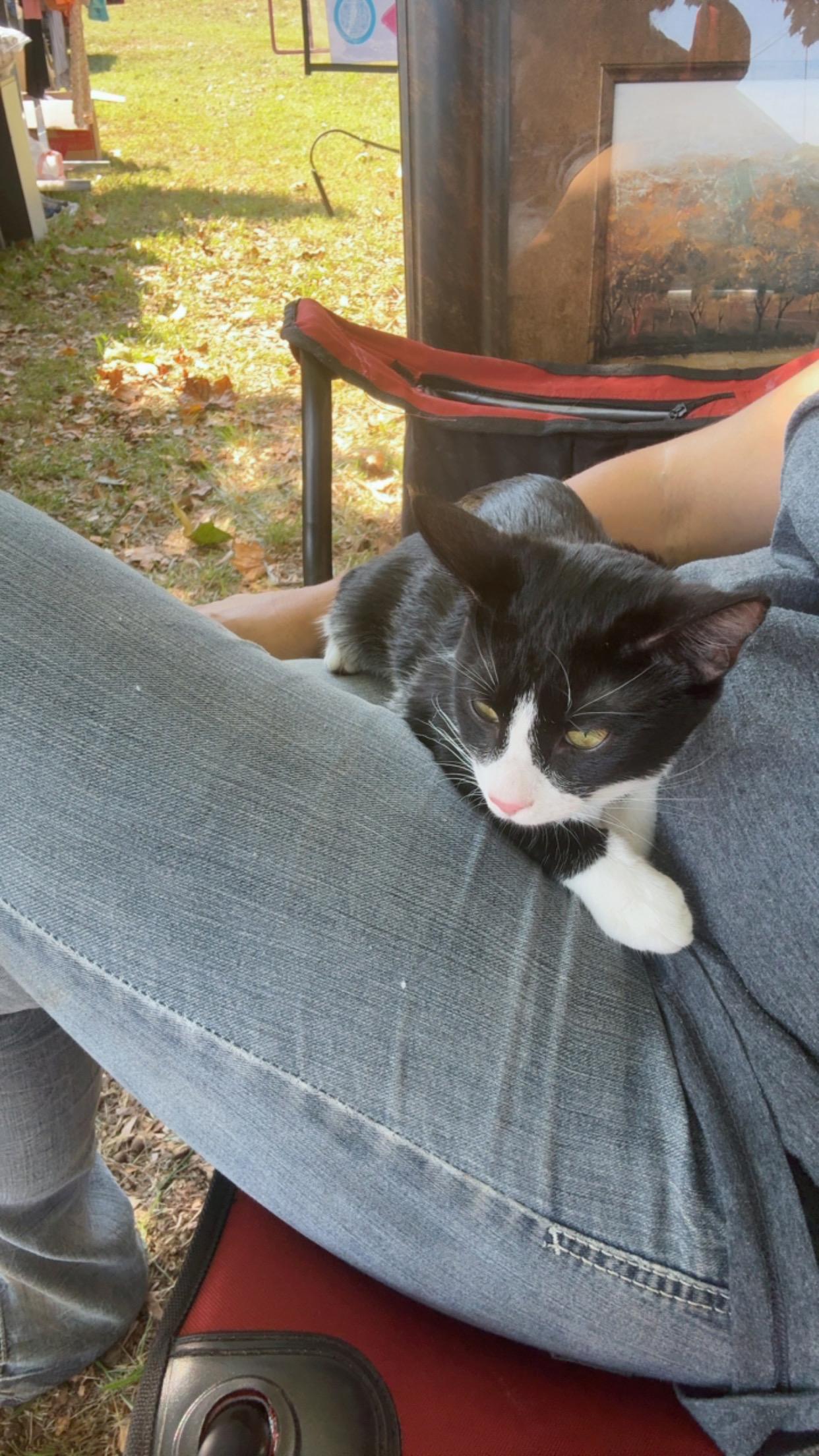 Enlarge Tess, a Adoptable Domestic Medium Hair in Asher, OK image 2/2