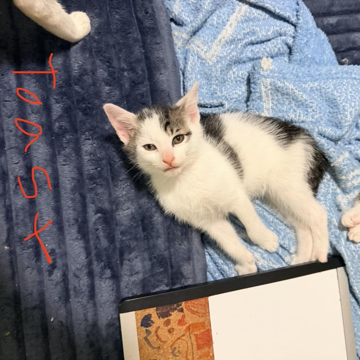 Enlarge Muffins Bakery Bunch, a Adoptable mixed breed in Port Saint Lucie, FL image 3/6
