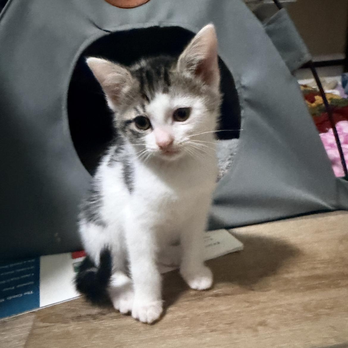 Enlarge Muffins Bakery Bunch, a Adoptable mixed breed in Port Saint Lucie, FL image 6/6