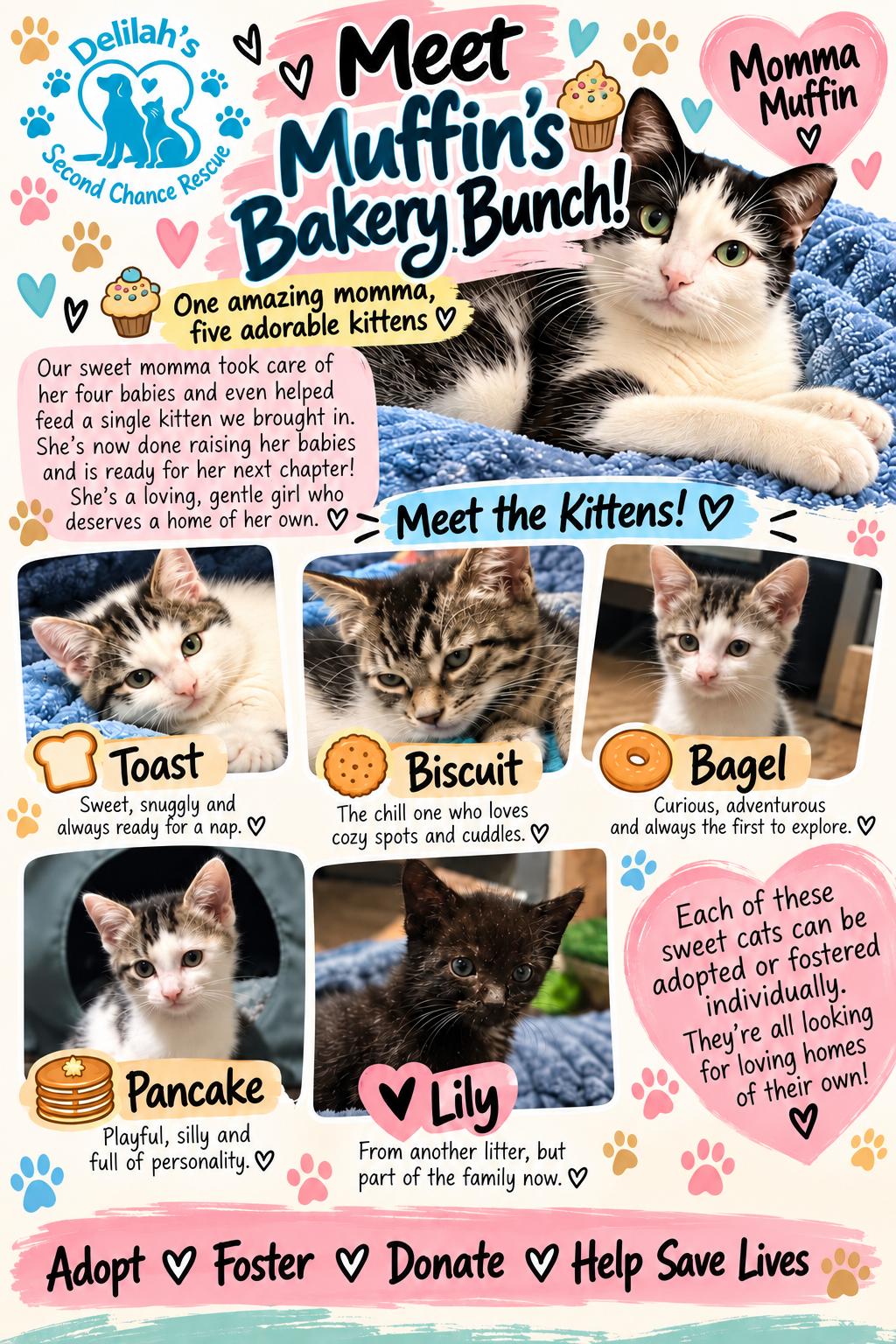 Muffins Bakery Bunch, Adoptable, Kitten Female American Shorthair.