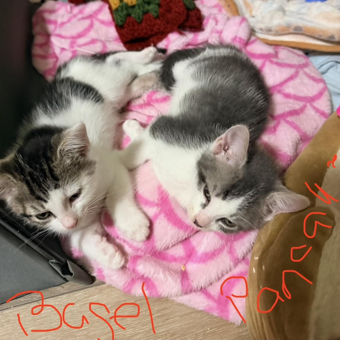 Enlarge Muffins Bakery Bunch, a Adoptable mixed breed in Port Saint Lucie, FL image 5/6
