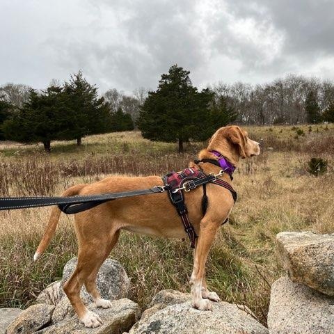 Enlarge Carrie, an adopted Mixed Breed in New Bedford, MA image 1/5