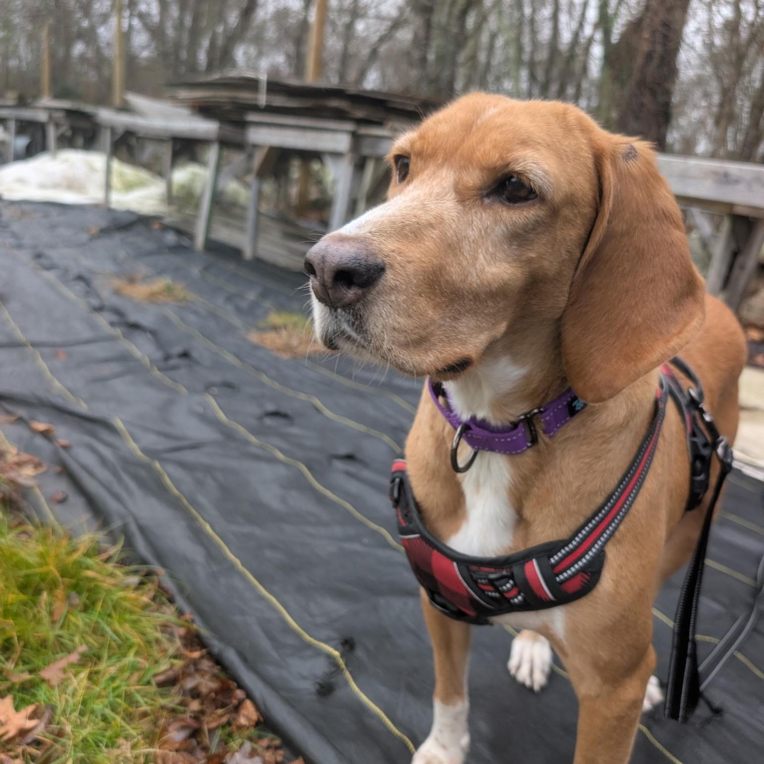 Enlarge Carrie, an adopted Mixed Breed in New Bedford, MA image 2/5