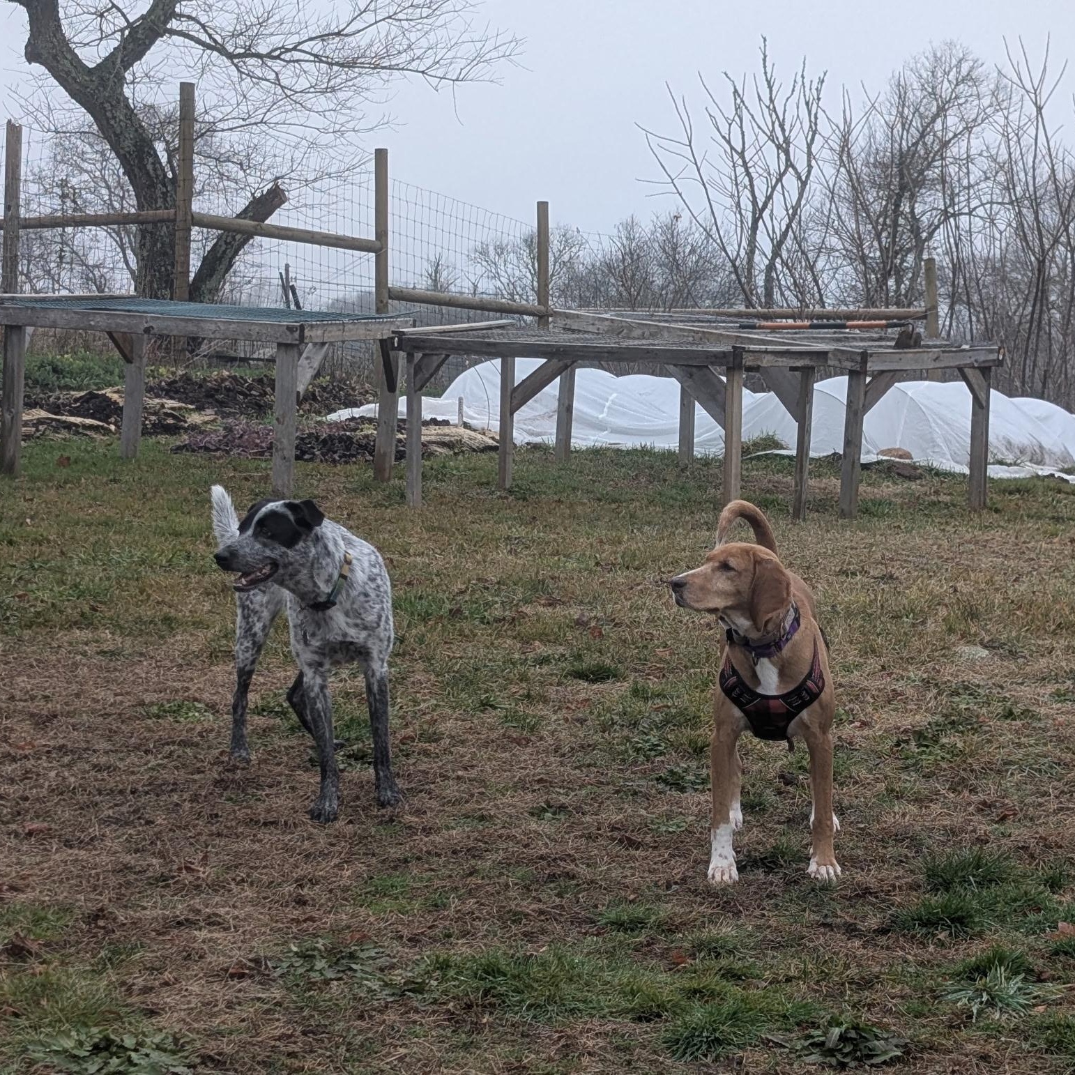 Enlarge Carrie, an adopted Mixed Breed in New Bedford, MA image 3/5