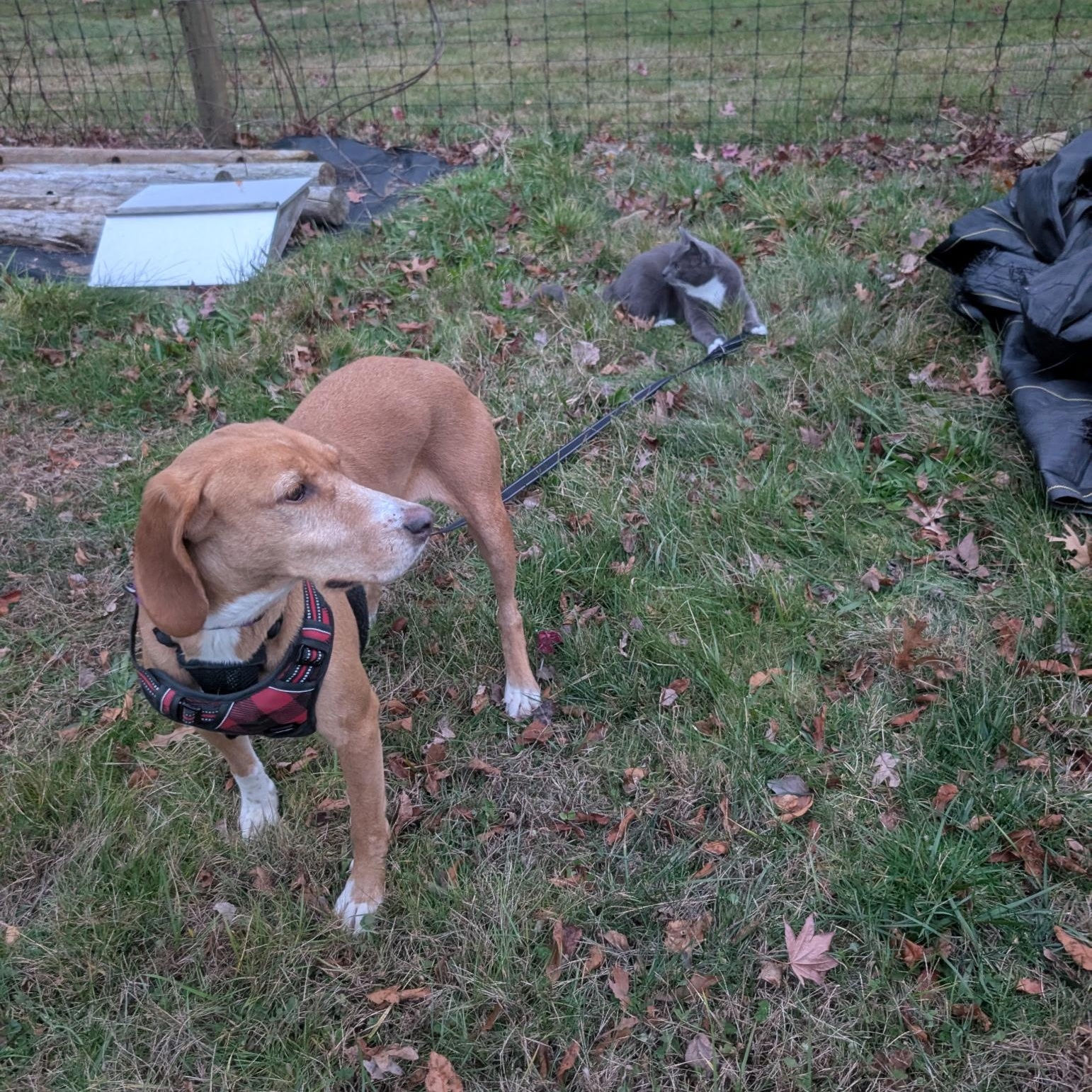 Enlarge Carrie, an adopted Mixed Breed in New Bedford, MA image 4/5